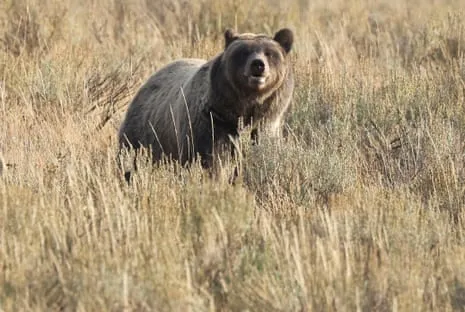 Trail Walker Injured by Grizzly in National Park Transported to Hospital