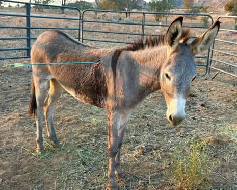 Donkey On the Mend Following Newest Projectile Strike on Wild Burros in California