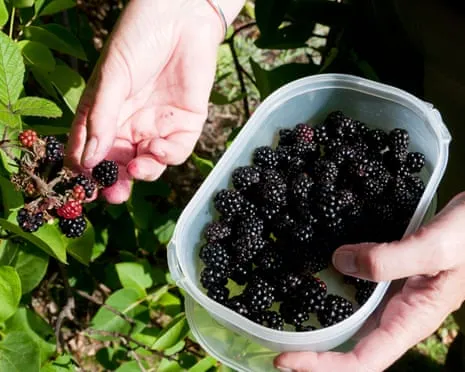 Seeking: Delicious Bakes to Make Use Of a Surplus of Handmade Jam