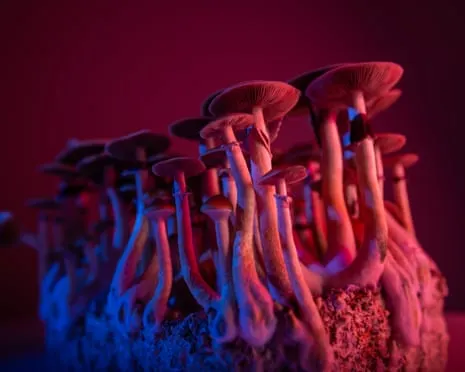 About Psychedelics by the Philosopher: A Philosophical Journey into Psychedelics