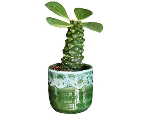 Can This Euphorbia Once Again Grow Leaves Again?
